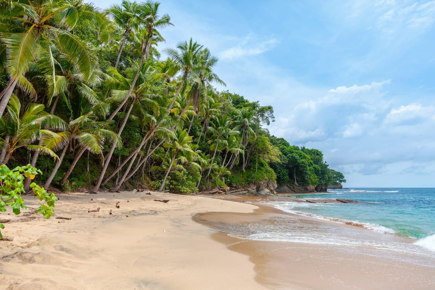 A sandy beach beside leaning palm trees and calm blue water.